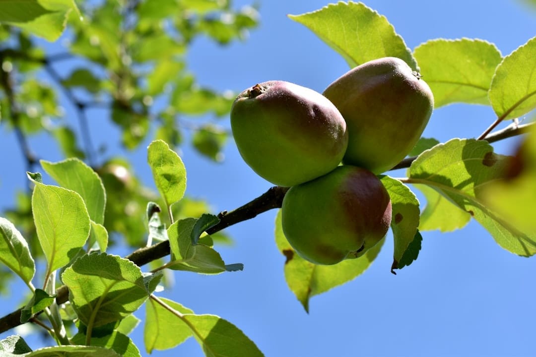 Webshop laten maken in Beesd - professionele e-commerce ontwikkeling voor bedrijven in Beesd, West Betuwe